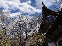 图集 | 昙华寺公园恢复开放 赏花晒太阳