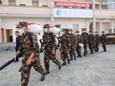 云南保山隆阳：多措并举抓实沙漠蝗监测防治 为群众构建生态安全屏障