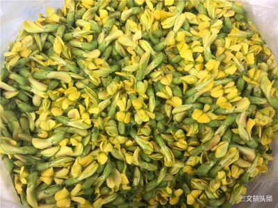 惊蛰已过万物生，大理巍山吃花忙