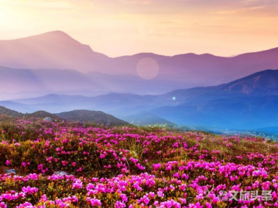 【云游迪庆】香格里拉·花之影