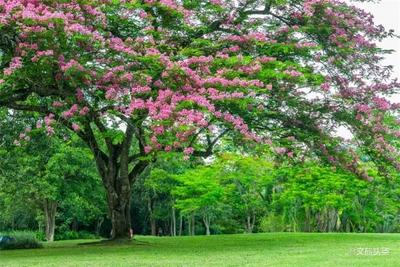 中国科学院西双版纳热带植物园3月27日起有序恢复试开放