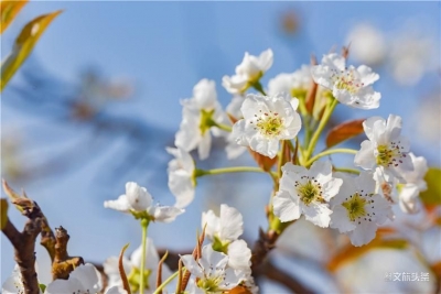 高清美图 | 万亩梨花遍山开 呈贡邀你“云赏花”