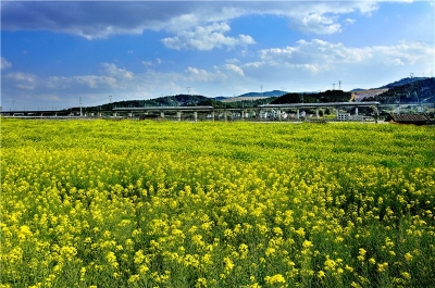3月1日起云南铁路梯次恢复旅客列车开行 日开行列车将达118对