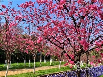 图集 | 昆明花事：樱花海棠漫春城 桃花梨花映春光