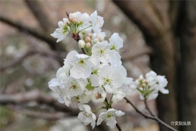 人间三月天 红河云赏花？馋了，吃花去！