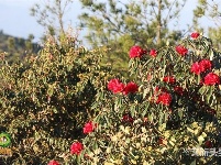 图集｜遇见满山花 邂逅磨盘山