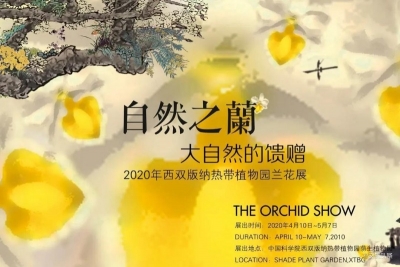 西双版纳植物园“自然之兰”兰花展将于10日开展