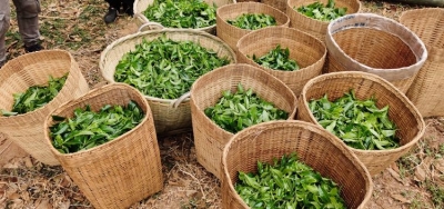 普洱澜沧邦崴千年过渡型古茶王今日开采