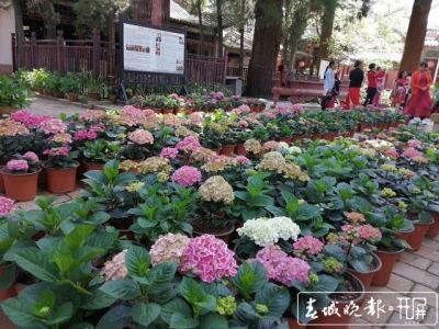 门票减免、限流...请收下这份玉溪热门旅游景区游玩攻略