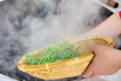 这个春天，来保山昌宁当一回茶人