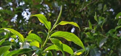 普洱澜沧邦崴千年过渡型古茶王今日开采
