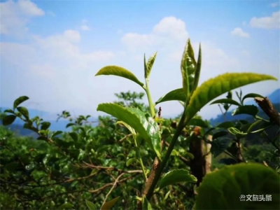 春来万物生，到哀牢山品古树茗茶 吃山野春菜