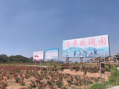 诺香千亩玫瑰花盛放  香飘普者黑山山水水！