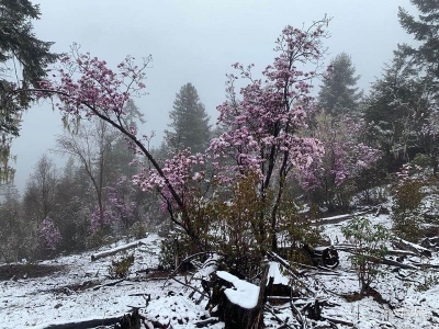 【云游迪庆】高山雪域冰雪杜鹃 香格里拉独特之美
