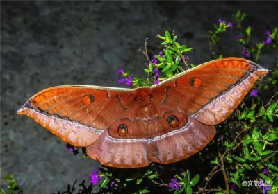 来红河赏花吸氧摘樱桃！攻略在此，请收下