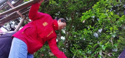 普洱澜沧邦崴千年过渡型古茶王今日开采