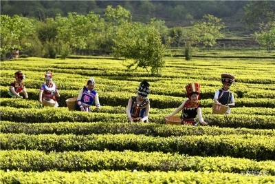 谷雨春茶节：赏大理永平美景 品博南春茶