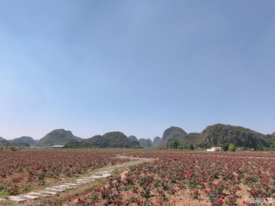 诺香千亩玫瑰花盛放  香飘普者黑山山水水！