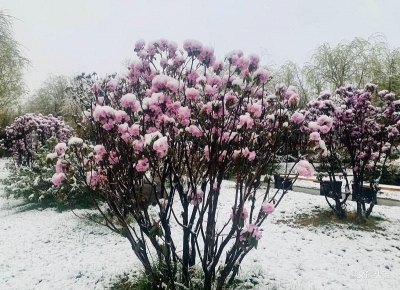 【云游迪庆】高山雪域冰雪杜鹃 香格里拉独特之美