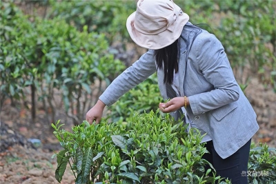 保山昌宁：茶山滴翠  春茶飘香