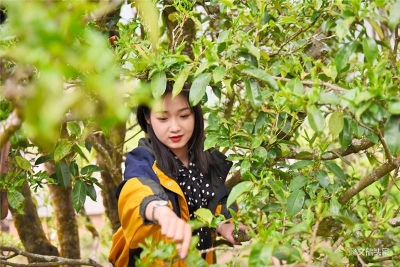 这个春天，来保山昌宁当一回茶人