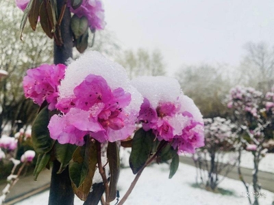 【云游迪庆】高山雪域冰雪杜鹃 香格里拉独特之美