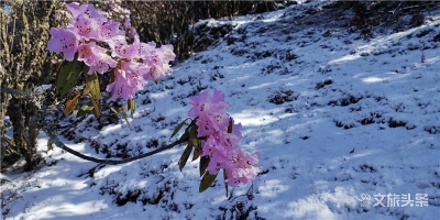 别样“雪里红”  轿子雪山景正美