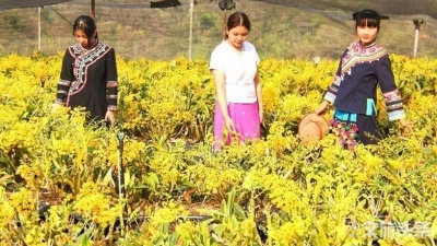 【云游普洱】“南草根” 石斛花开香满园