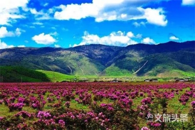 【云游迪庆】观满山杜鹃花海 人少景美不扎堆