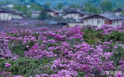 【云游迪庆】不容错过的一方净土 五一到香格里拉赏杜鹃花海