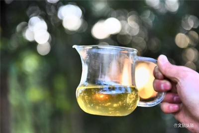 这个春天，来保山昌宁当一回茶人