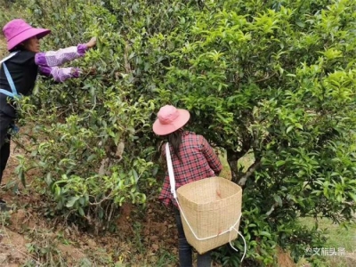 春来万物生，到哀牢山品古树茗茶 吃山野春菜
