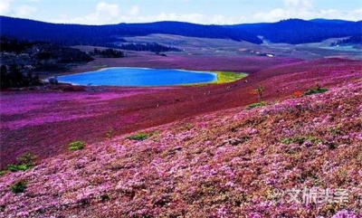 【云游迪庆】观满山杜鹃花海 人少景美不扎堆
