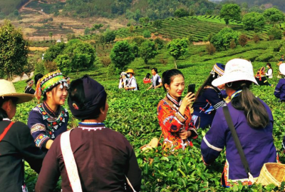 普洱宁洱县温泉村贰龙山春茶开采