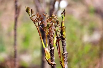 大理巍山青华乡：山茅野菜变树上“钱袋”