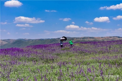 游记｜春天最美的模样藏在太平湖的花海里