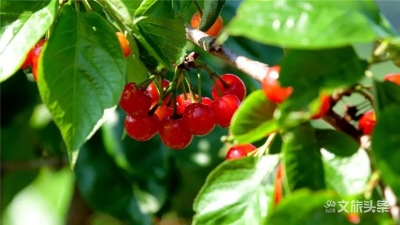 来红河赏花吸氧摘樱桃！攻略在此，请收下