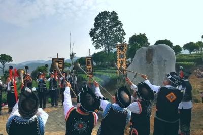 普洱宁洱县温泉村贰龙山春茶开采
