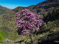 图集 | 蓝天映花微风熏 轿子山上花路俏