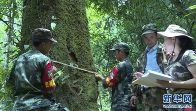 云南高黎贡山发现珍稀濒危植物滇桐野生居群