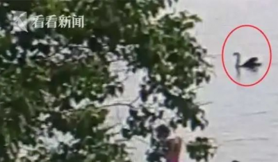 男子打晕黑天鹅带回家炖汤：它啄我
