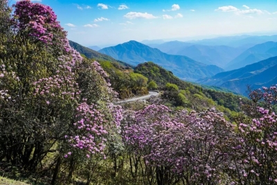 花正艳，快来轿子山这条最美花路拍大片！