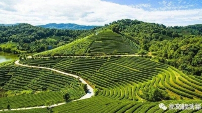 “国际茶日”|普洱饮茶地图醇香出炉！