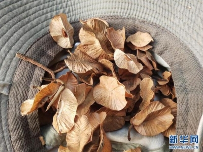 云南高黎贡山发现珍稀濒危植物滇桐野生居群