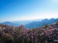 图集 | 蓝天映花微风熏 轿子山上花路俏
