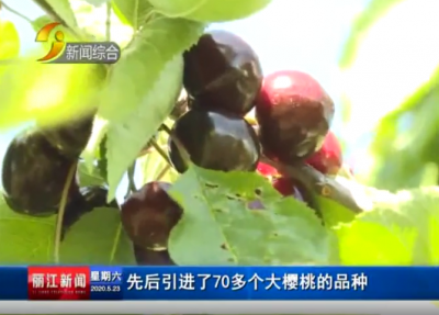 丽江市直播推介大樱桃种植成果 助推产业发展