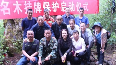 1600余年的“铁杉王”你见过吗？丽江古树名木全面挂牌保护！