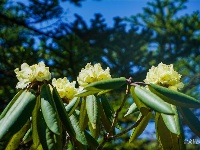图集 | 蓝天映花微风熏 轿子山上花路俏
