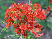 图集 |  绿汁小镇美 凤凰花又开