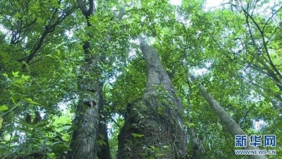 云南高黎贡山发现珍稀濒危植物滇桐野生居群